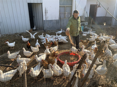 有了好政策 人勤日月甜——记江道福的家禽养殖致富路