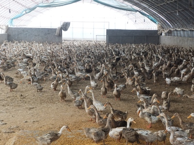 商河农场 农业生态与产业双循环的生动实践