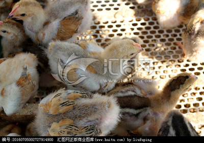 家禽雏类的养育与管理 小鸡、小鹅与小鸭