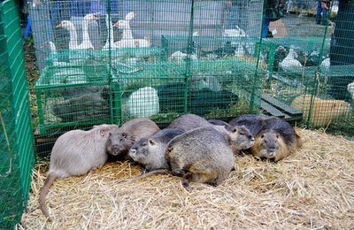 家禽围场购物 视觉指南与实用建议