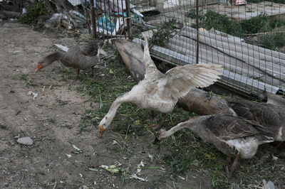 鹅 家禽与鲜活水产品的双重魅力