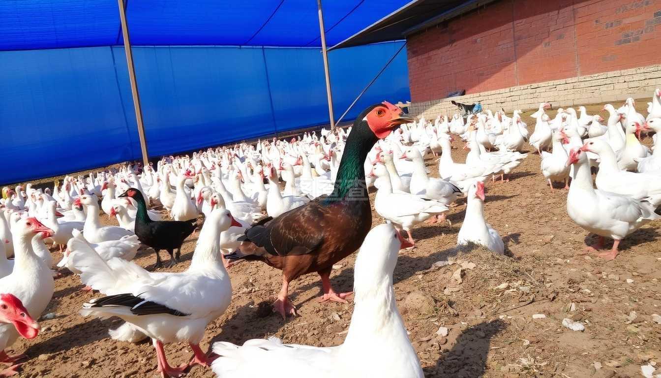 家禽的角色与影响