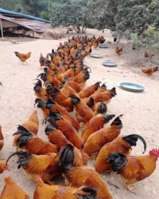 泔水喂鸡鸭 潜在风险、科学处理与政策规范