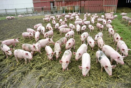 家禽家畜家猪养殖图片 从摄影到下载的全面指南