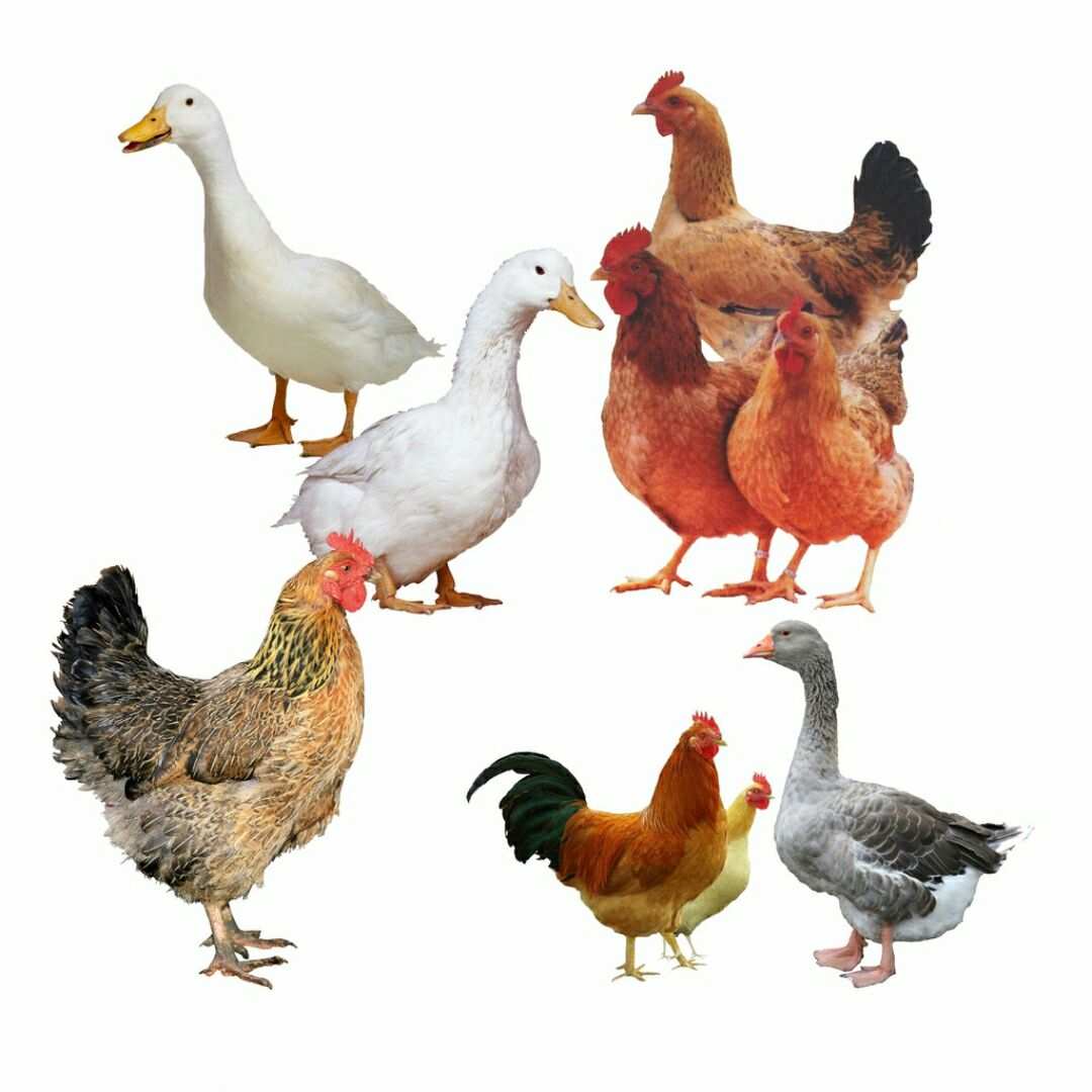 自然散养的鸡鸭鹅与鲜活水产品 真正的原生态之选