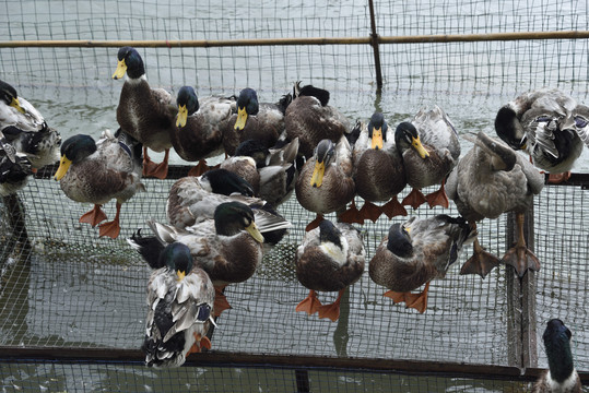 家禽饲养的科学管理与实践