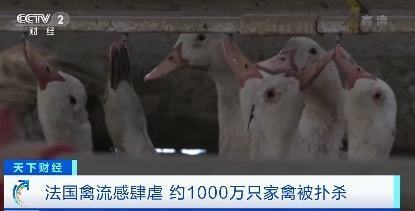 法国禽流感肆虐，约1000万只家禽遭扑杀，家禽产业面临严峻挑战