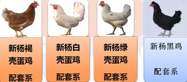 国家家禽工程技术研究中心共建鲜活水产品项目开启新篇章