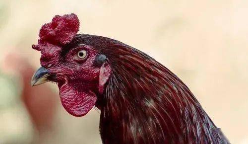 活禽禁售与鲜活水产品销售 政策明晰方能行稳致远