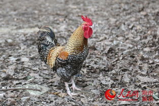 白沙优品 无公害虫草鸡蛋与鲜活水产品，品味自然馈赠的健康之选