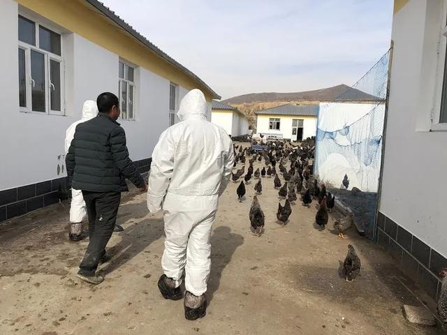 战“疫”进行时 巴林左旗碧流台镇“三强化”筑牢重大动物疫病防控防线