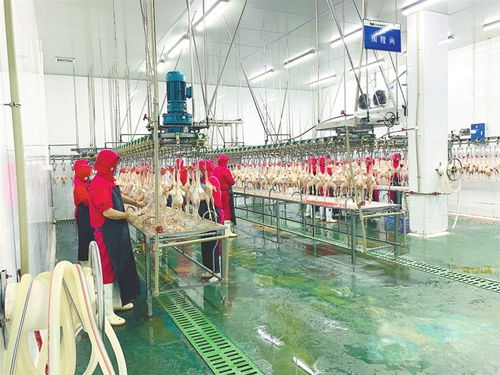 从“白条禽”到“活鱼” 城市食品供应体系现代化的南昌实践与挑战