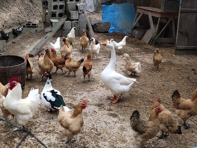 白鹅 优雅与实用兼备的家禽