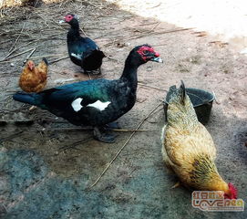 肥美家禽 餐桌上的丰饶馈赠