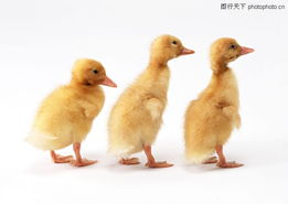 家禽三兄弟 小鸭子学走路的趣味时光