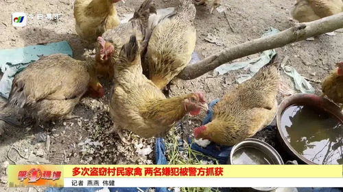 多次盗窃村民家禽 两名嫌犯被警方抓获